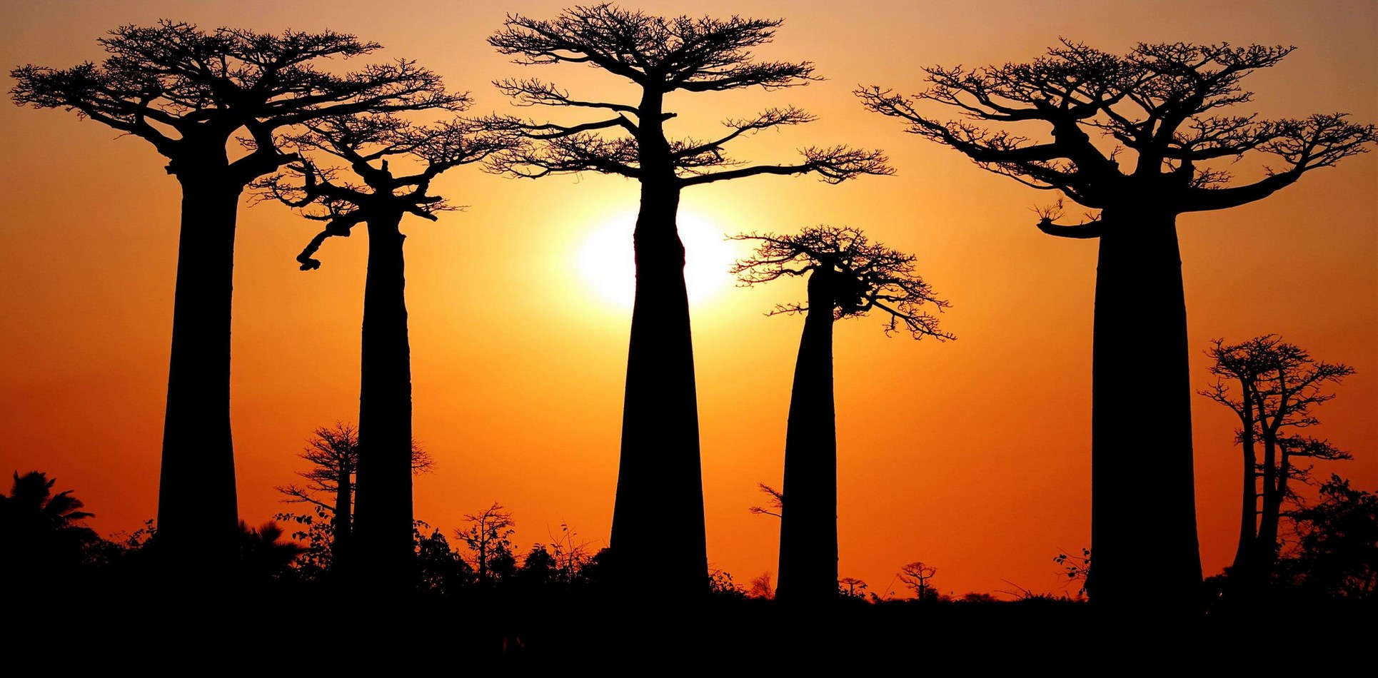 entete du site, foret de baobabs au soleil couchant
